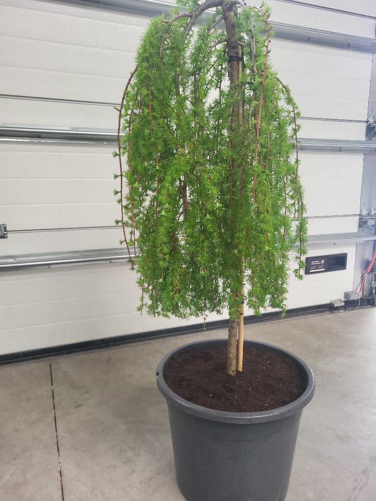 Larix kaempf Boring Weeper treurvorm, Tuin en Terras, Planten | Bomen, Bloeit niet, Overige soorten, 100 tot 250 cm, Ophalen