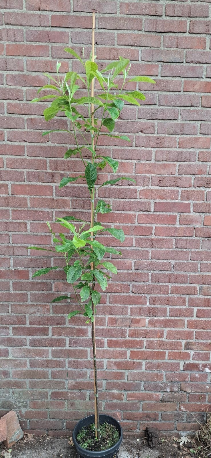 Franklinia alatamaha, Ophalen, Volle zon, Overige soorten