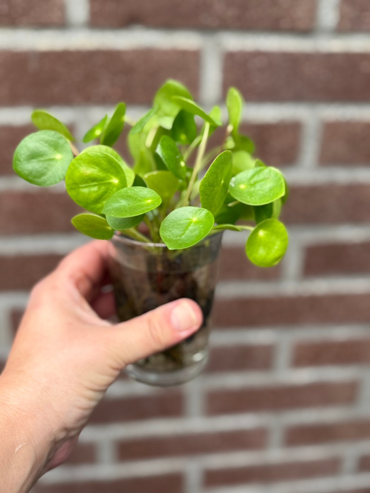 Pannenkoekenplantje stekjes gratis, Ophalen, Halfschaduw, Minder dan 100 cm