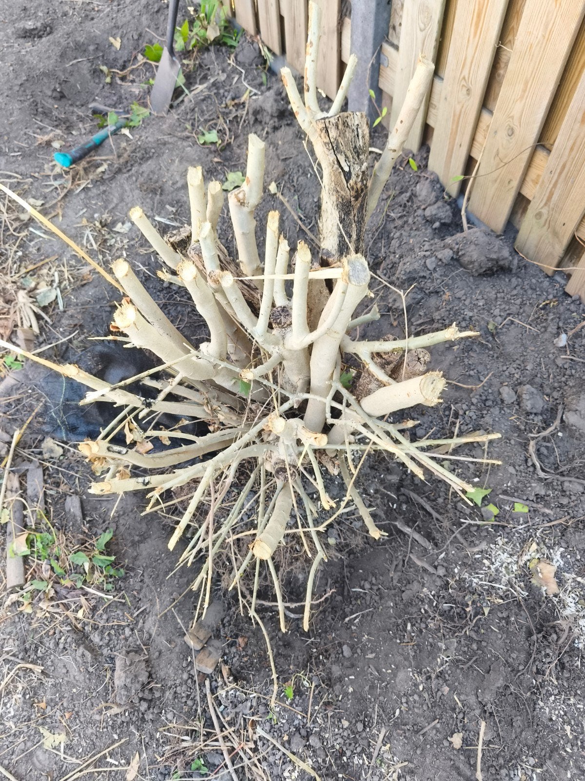 Rode Kornoelje struik - Gratis af te halen, Tuin en Terras, Ophalen, Vaste plant, Overige soorten