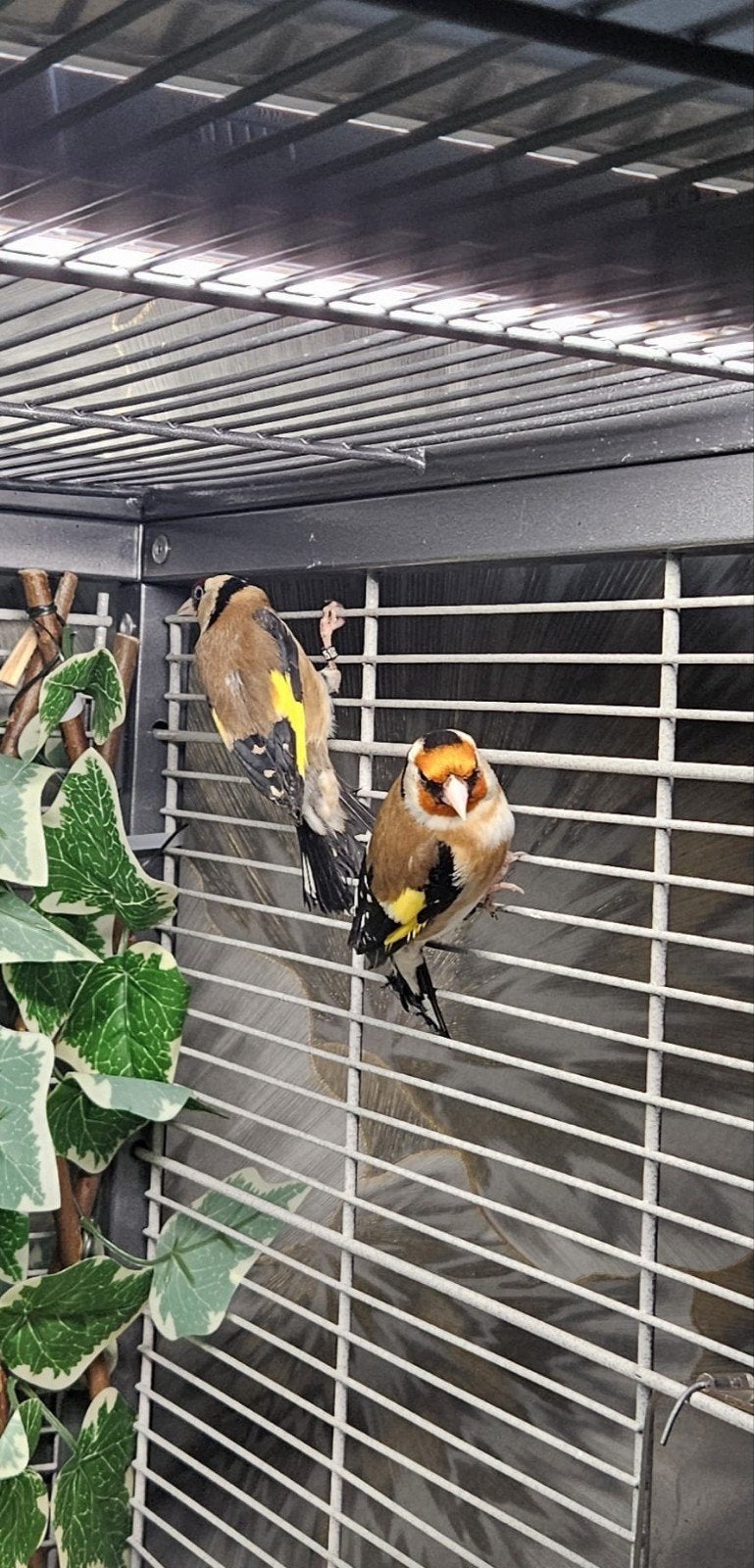 Putters stelletje, Dieren en Toebehoren, Vogels | Overige Vogels, Meerdere dieren, Wildzangvogel