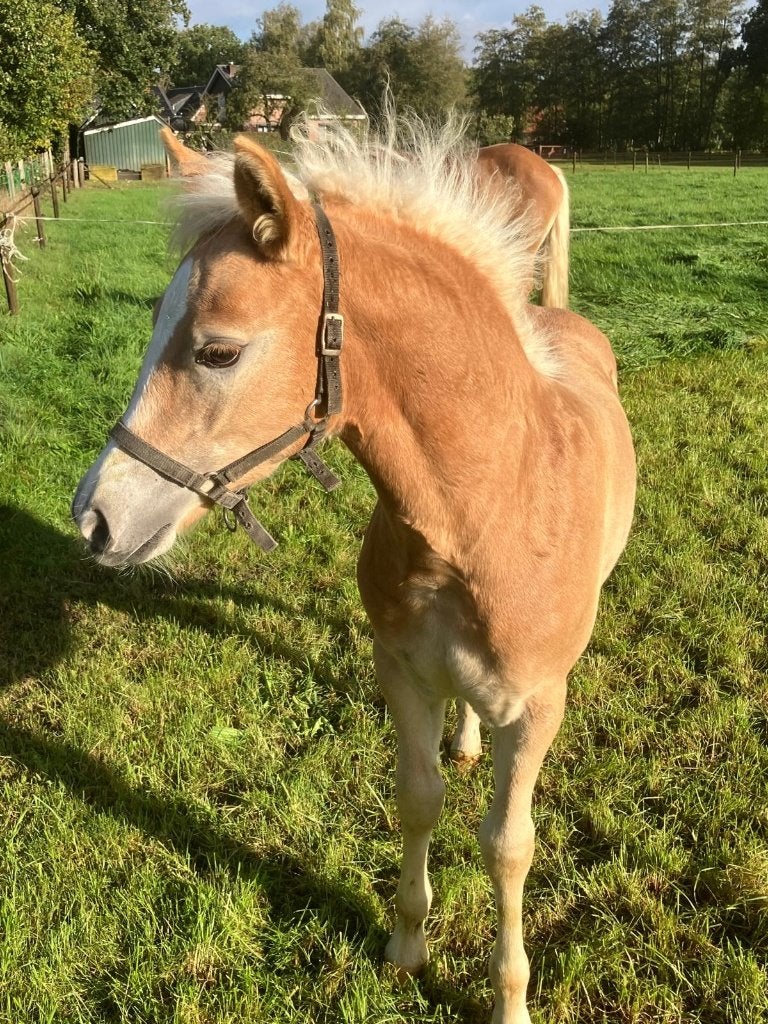 Robuust haflinger hengstveulen, Minder dan 160 cm, Met stamboom, Niet van toepassing, 0 tot 2 jaar