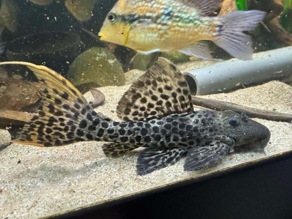 L-Nummers: L273 Pseudacanthicus sp., Dieren en Toebehoren, Vissen | Aquariumvissen, Vis, Zoetwatervis