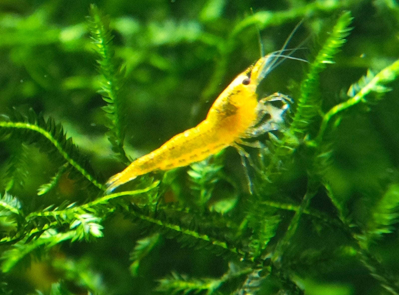 Gele / Oranje Neocaridina garnalen – eigen kweek, Dieren en Toebehoren, Vissen | Aquariumvissen, Kreeft, Krab of Garnaal, Zoetwatervis