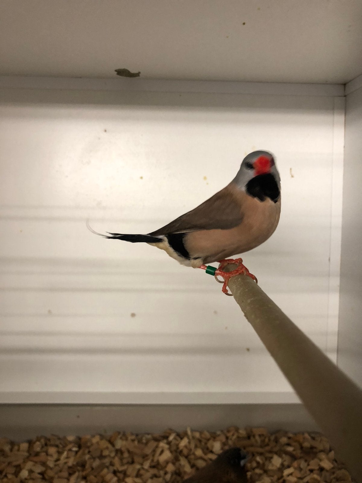 Spitsstaartamadine man, Dieren en Toebehoren, Vogels | Overige Vogels, Mannelijk