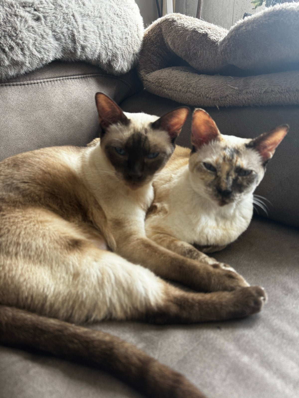 Herplaatsing siamees katten, Poes, Kortharig, 3 tot 5 jaar