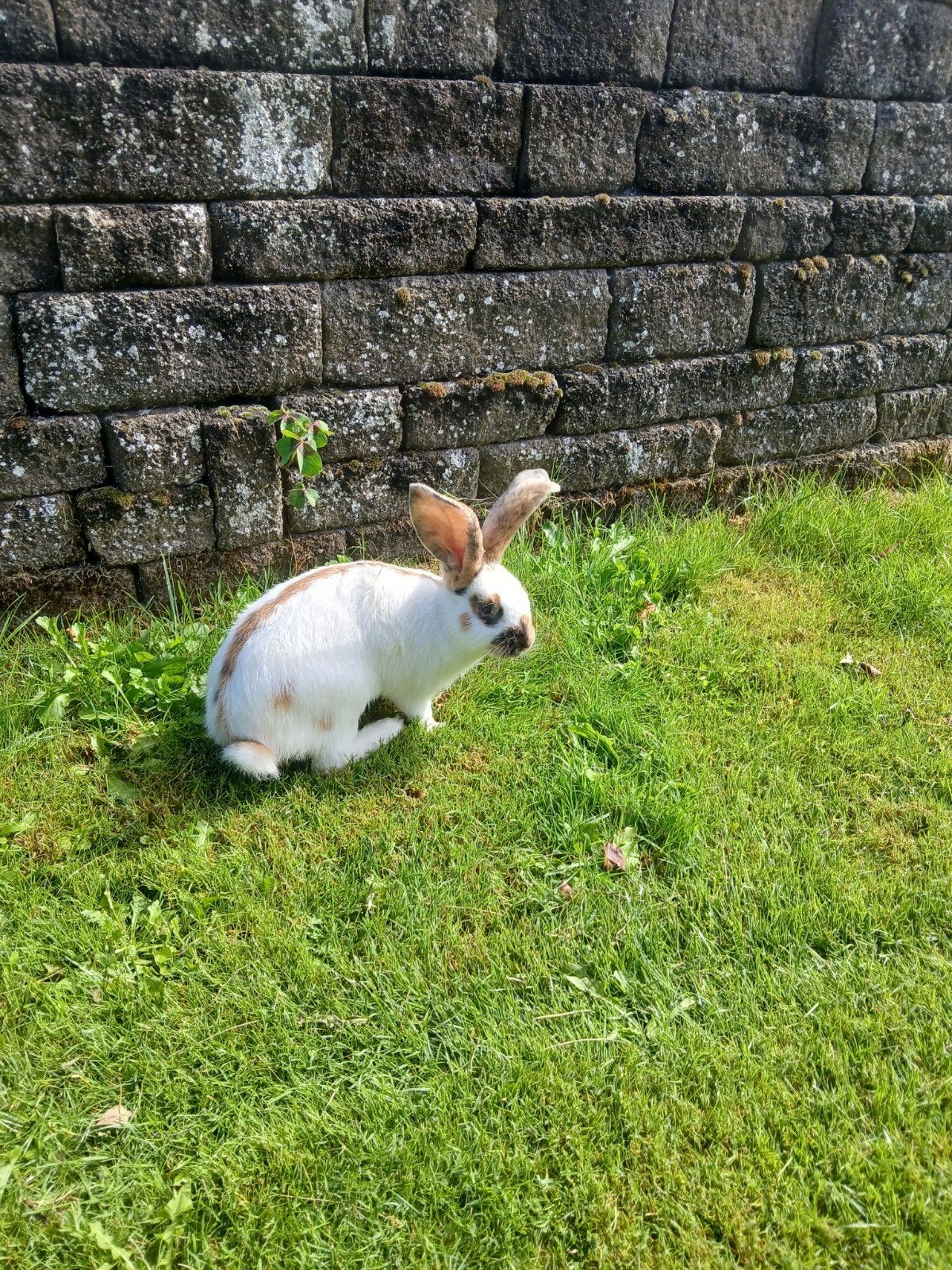 jong groot Lotharinger voedstertje, Vrouwelijk, Groot, 0 tot 2 jaar