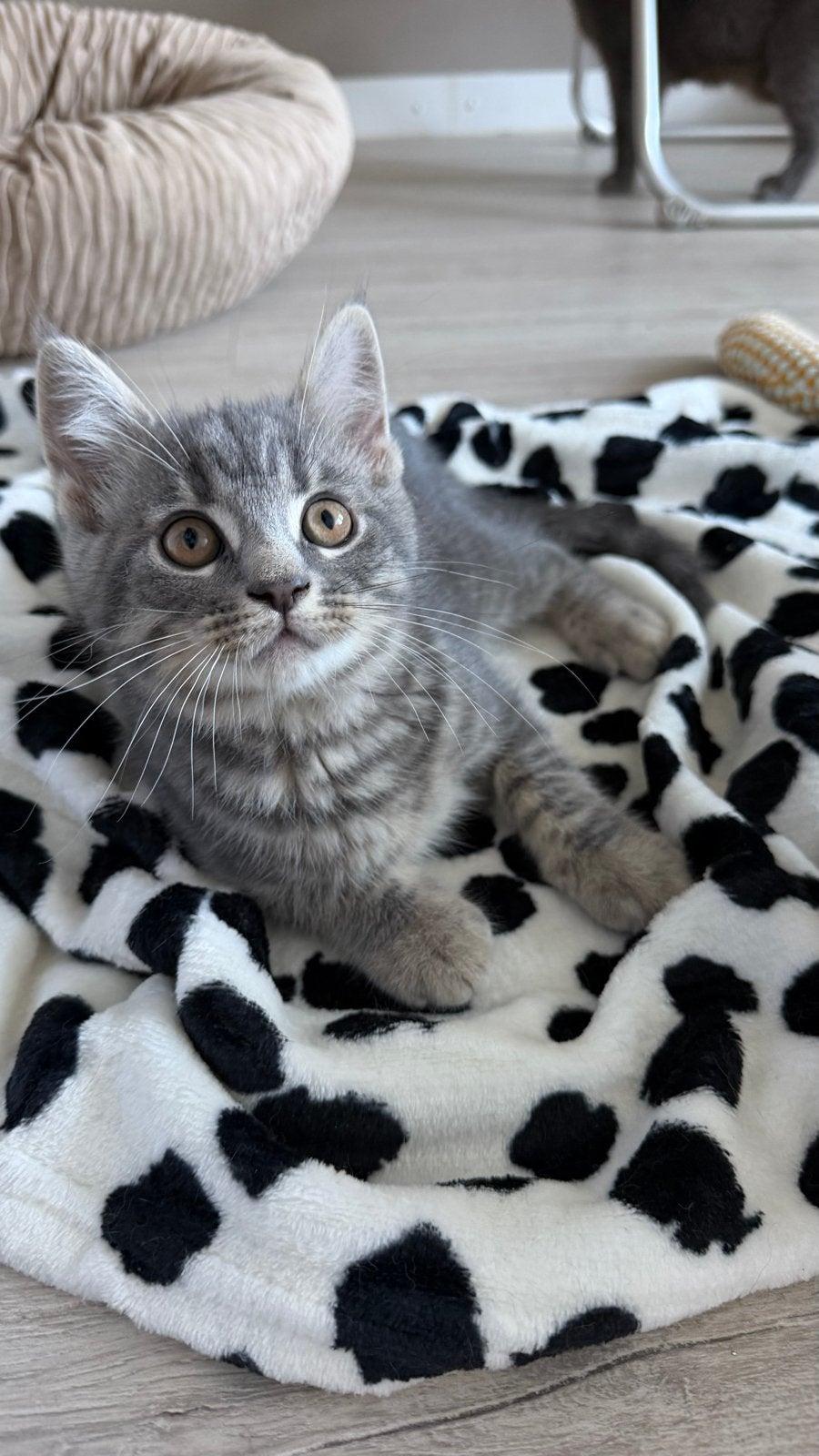 katertje Britse Korthaar x Maine Coon, Kater, Kortharig, 0 tot 2 jaar