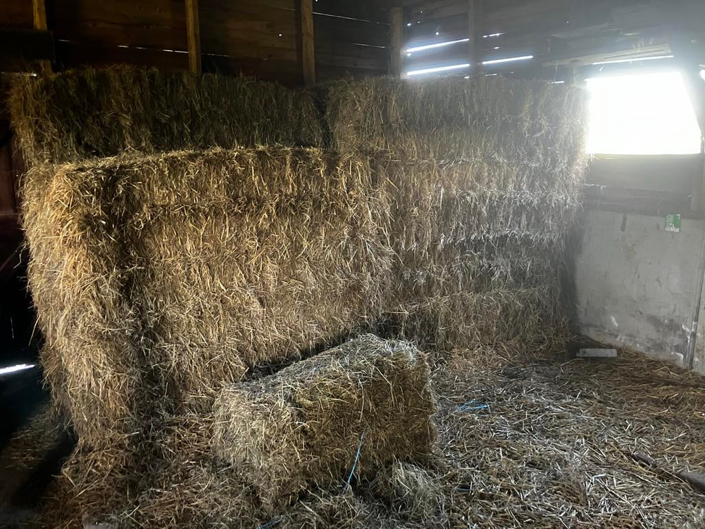 Hooibalen te koop - Ideaal voor vee of decoratie, Dieren en Toebehoren, Dierenvoeding, Ophalen, Vee