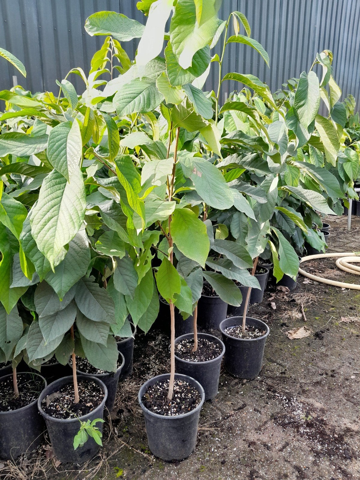 pawpaw boompjes, Ophalen, 100 tot 250 cm, Overige soorten