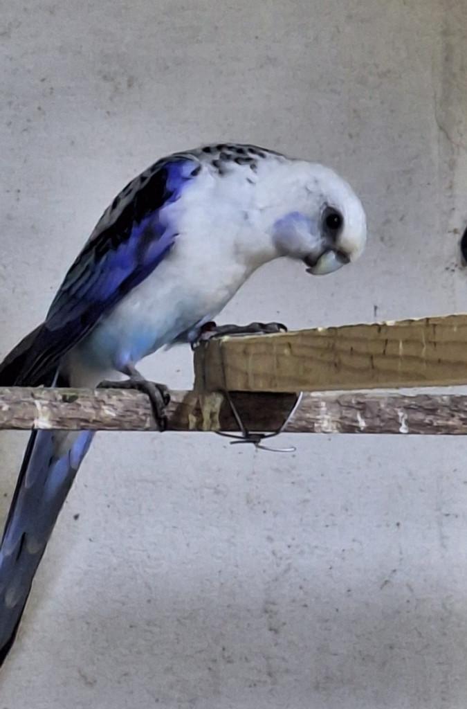 penant rosella, Dieren en Toebehoren, Mannelijk, Parkiet, Geringd