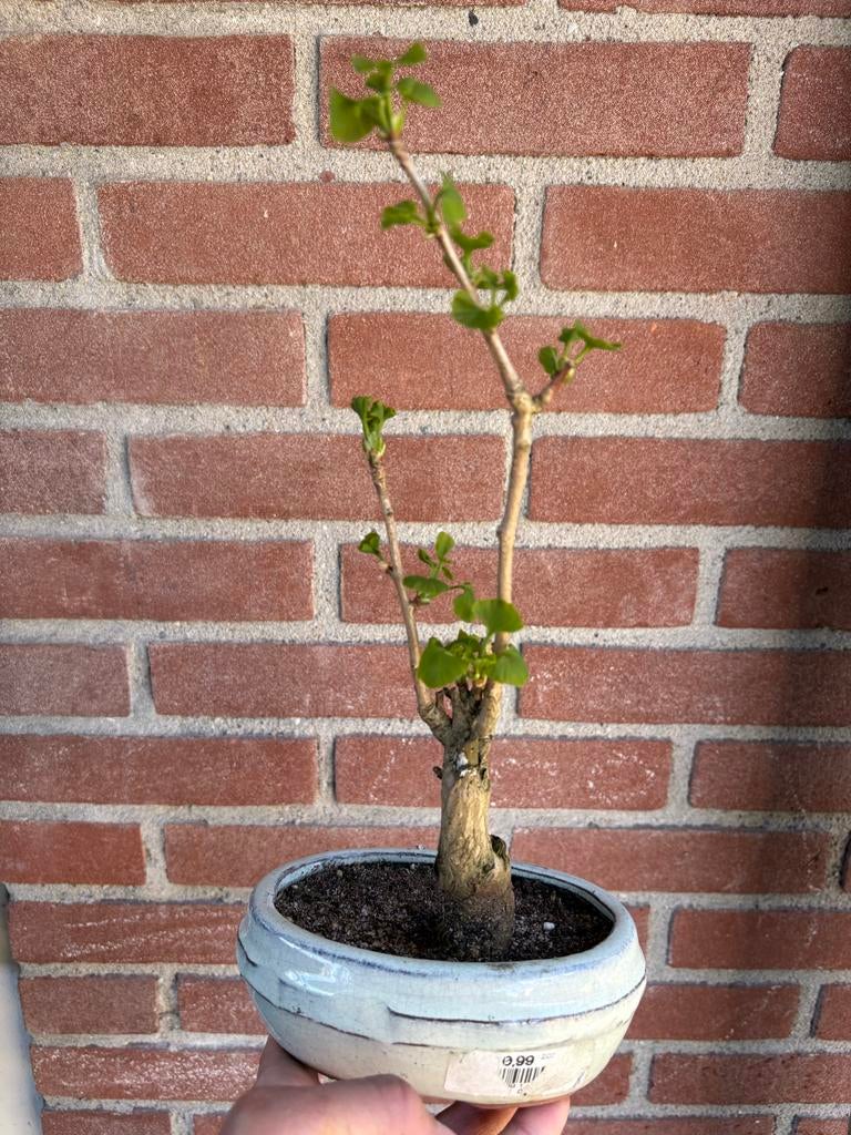 Bonsai Ginkgo Biloba - Unieke Bladstructuur, Volle zon, Vaste plant, Bloeit niet, Ophalen