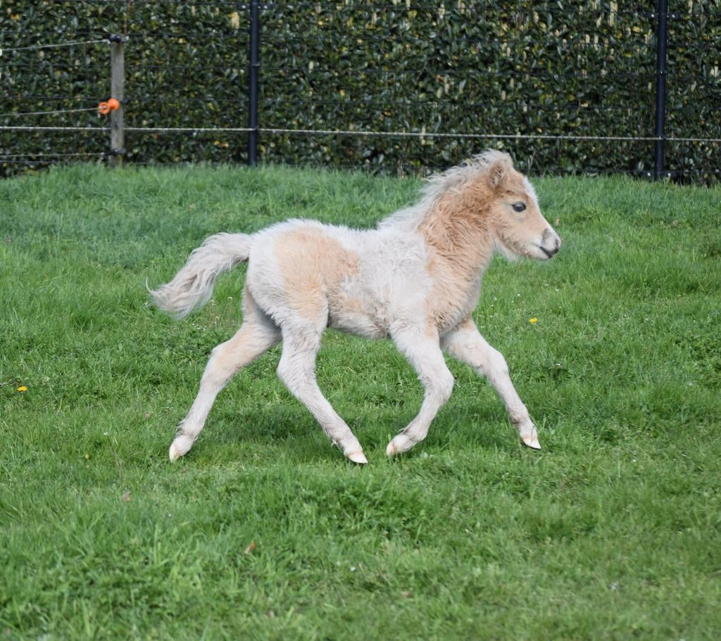 AMHA / NMPRS Miniatuurpaardjes, Hengst, Met stamboom, 0 tot 2 jaar