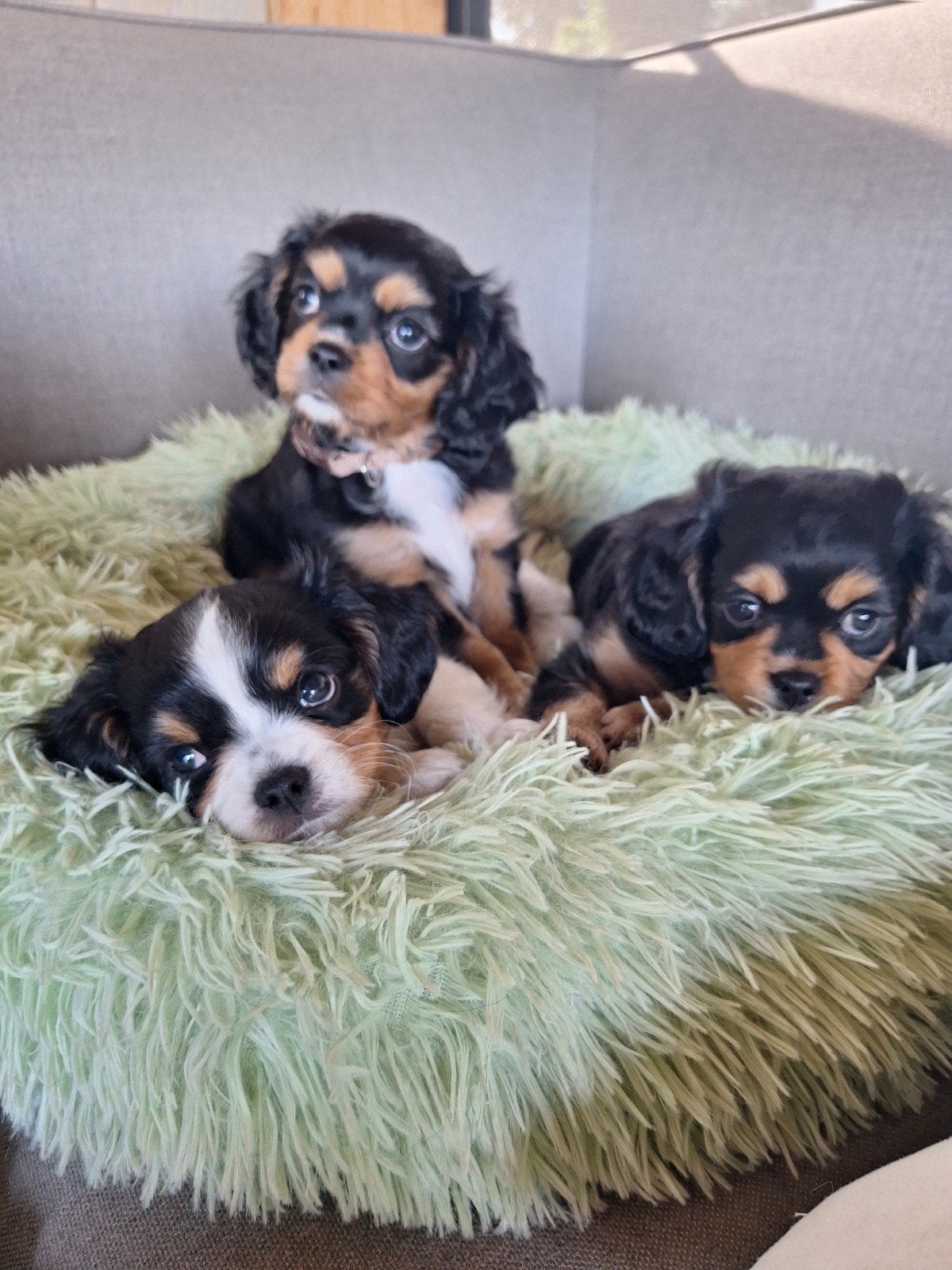 Cavelier King Charles spaniel pups,3 reutjes, Overige rassen, 8 tot 15 weken, Parvo, Meerdere
