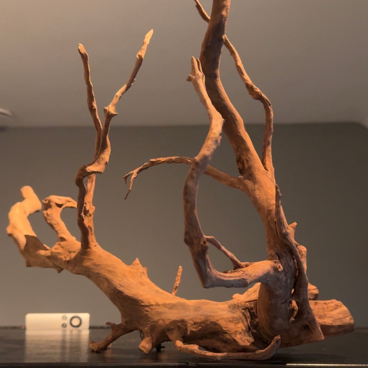 Uniek stuk XL Spiderwood / Kienhout, Mangrove Hout Decoratie, Dieren en Toebehoren, Ophalen of Verzenden, Zo goed als nieuw, Plant(en), Steen of Hout