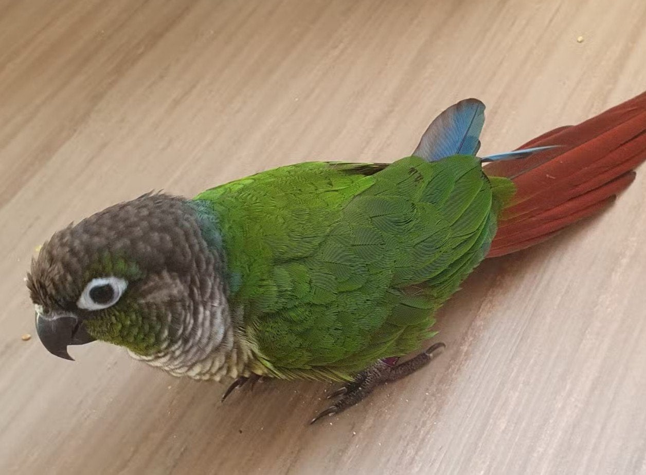 Ons maatje is weggevlogen, Dieren en Toebehoren, Vermiste en Gevonden Dieren