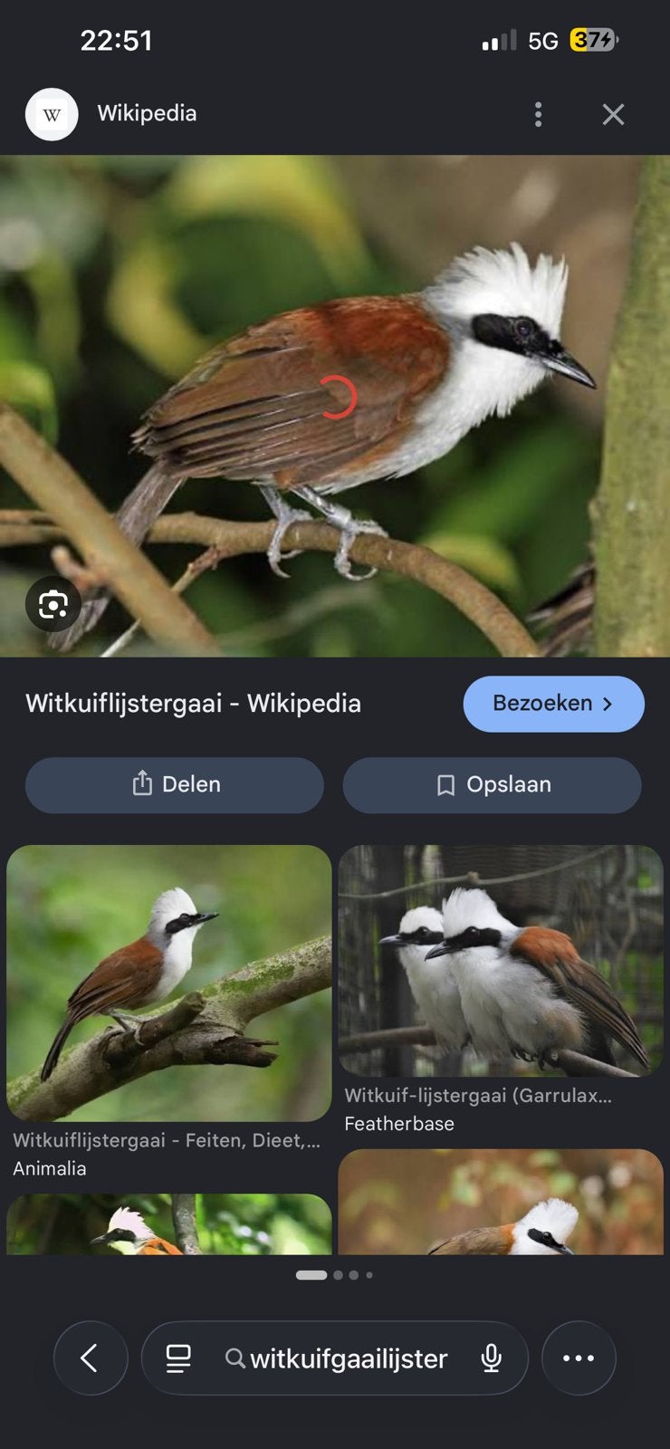 Witkuifgaailijster, Meerdere dieren, Geringd