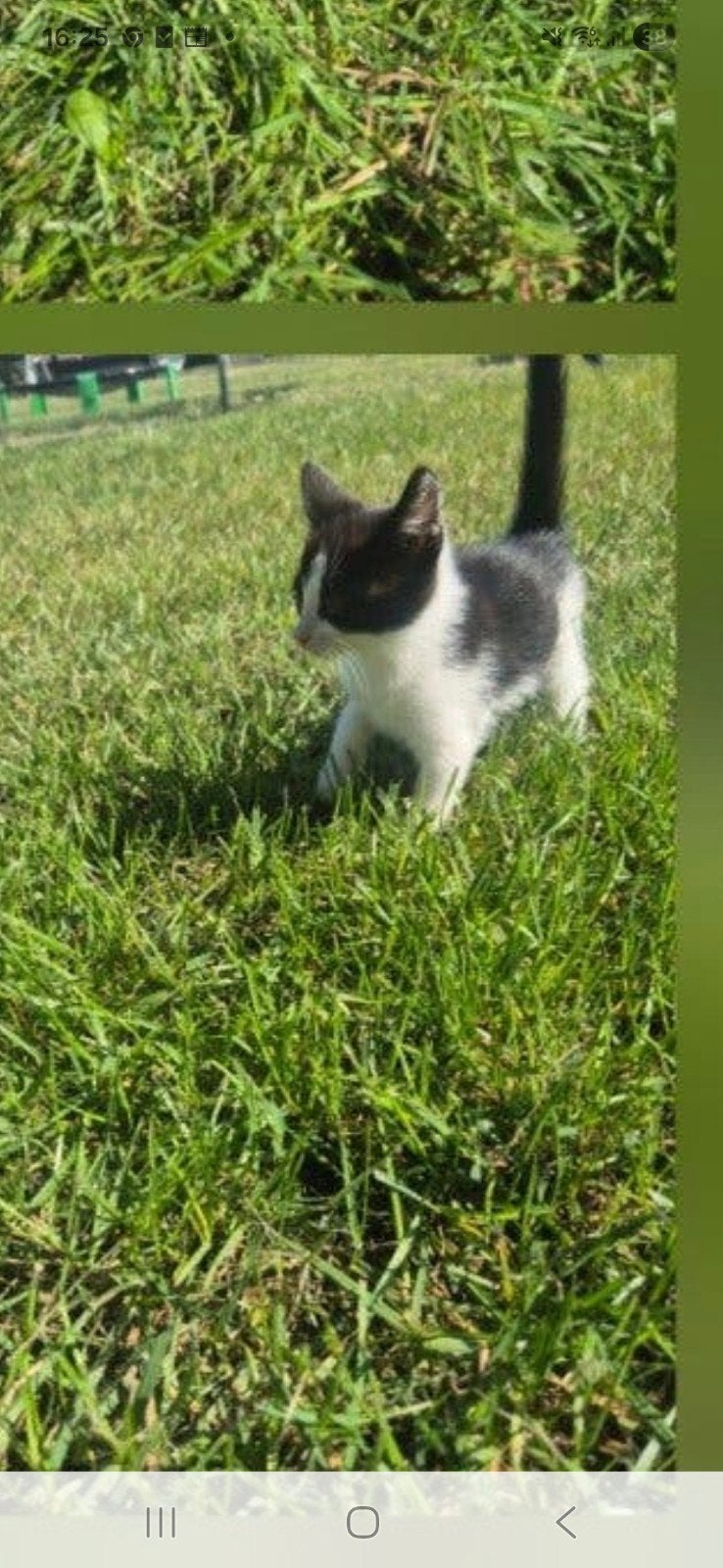 1lieve kitten te koop