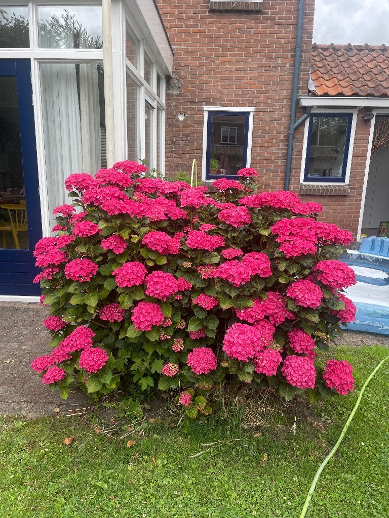 Hortensia, Tuin en Terras, Planten | Tuinplanten, Vaste plant, Halfschaduw, Zomer, Ophalen