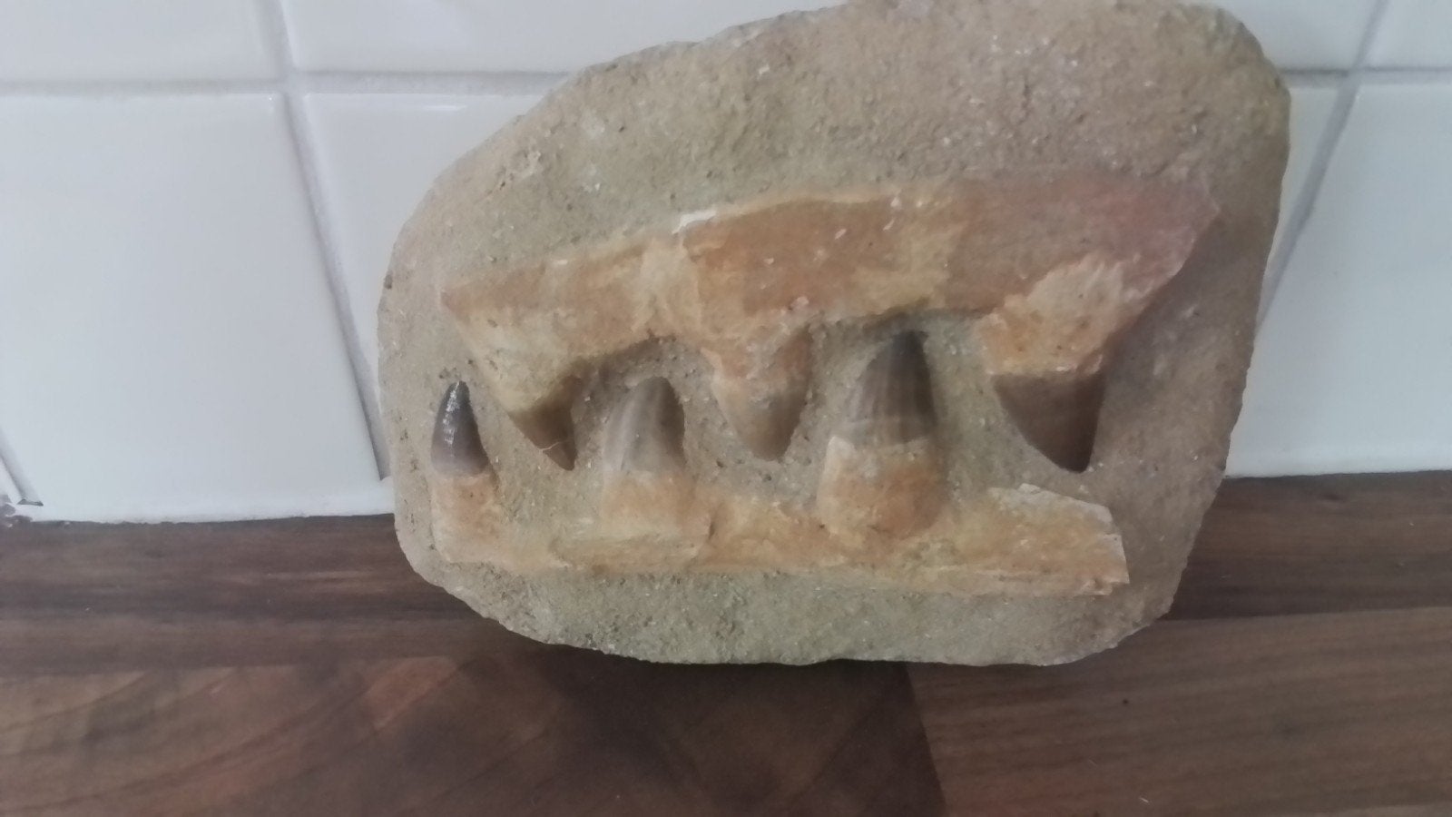 dubbele kaak met tanden,  vermoedelijk Mesosaurier ., Ophalen of Verzenden, Fossiel