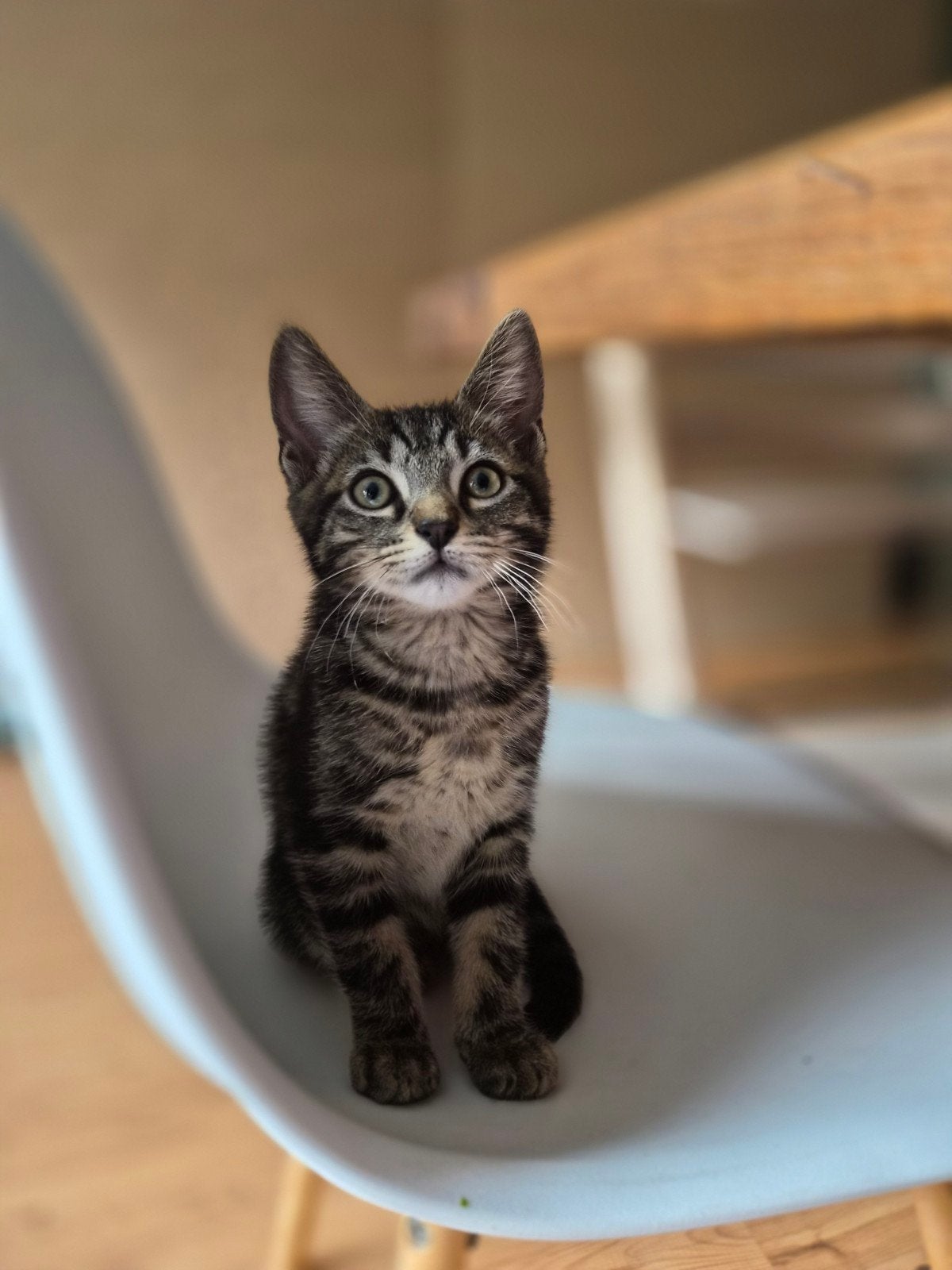 Lieve kitten, Kater, Kortharig, 0 tot 2 jaar