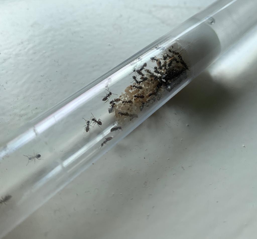 Mierenkolonie Lasius Niger, Mieren