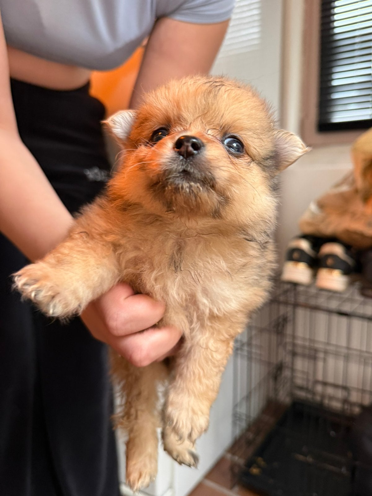 Pomeriaan/keeshond puppy’s, Overige rassen, 8 tot 15 weken, Parvo, Meerdere