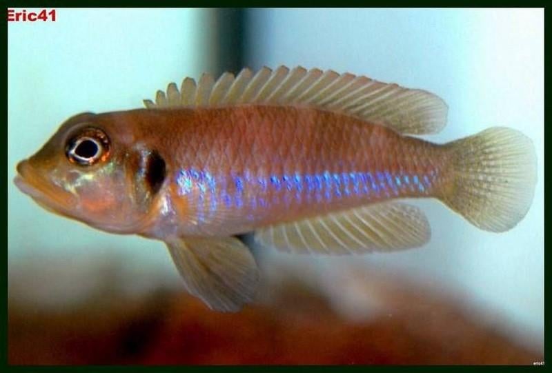 Lamprologus ocelatus gold, Dieren en Toebehoren, Vissen | Aquariumvissen, Vis