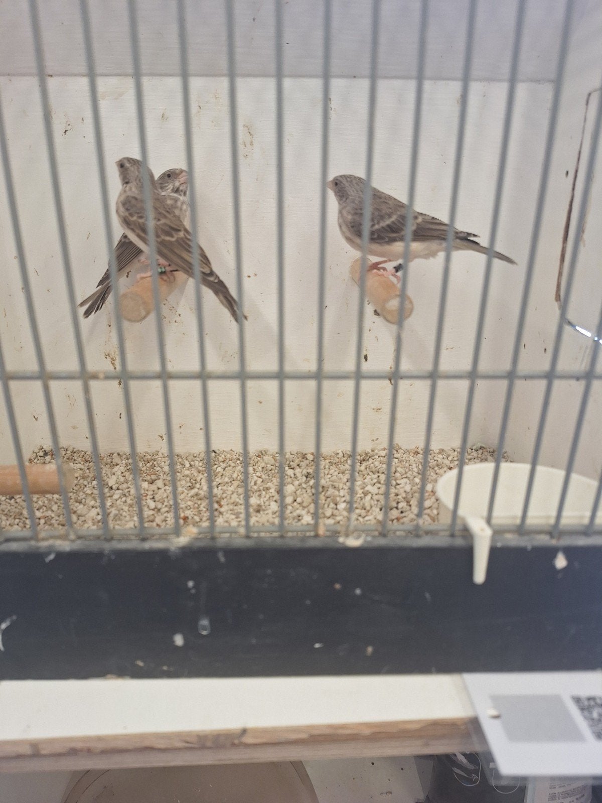 edelzangers geringd, Dieren en Toebehoren, Mannelijk, Geringd