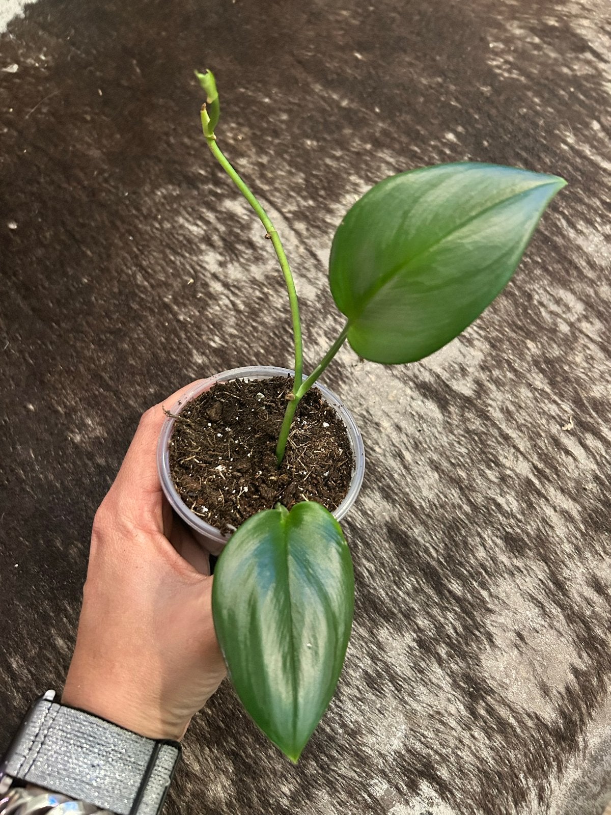 Scindapsus Moonlight - Zeldzame en glanzende kamerplant, Ophalen of Verzenden, Halfschaduw, Minder dan 100 cm