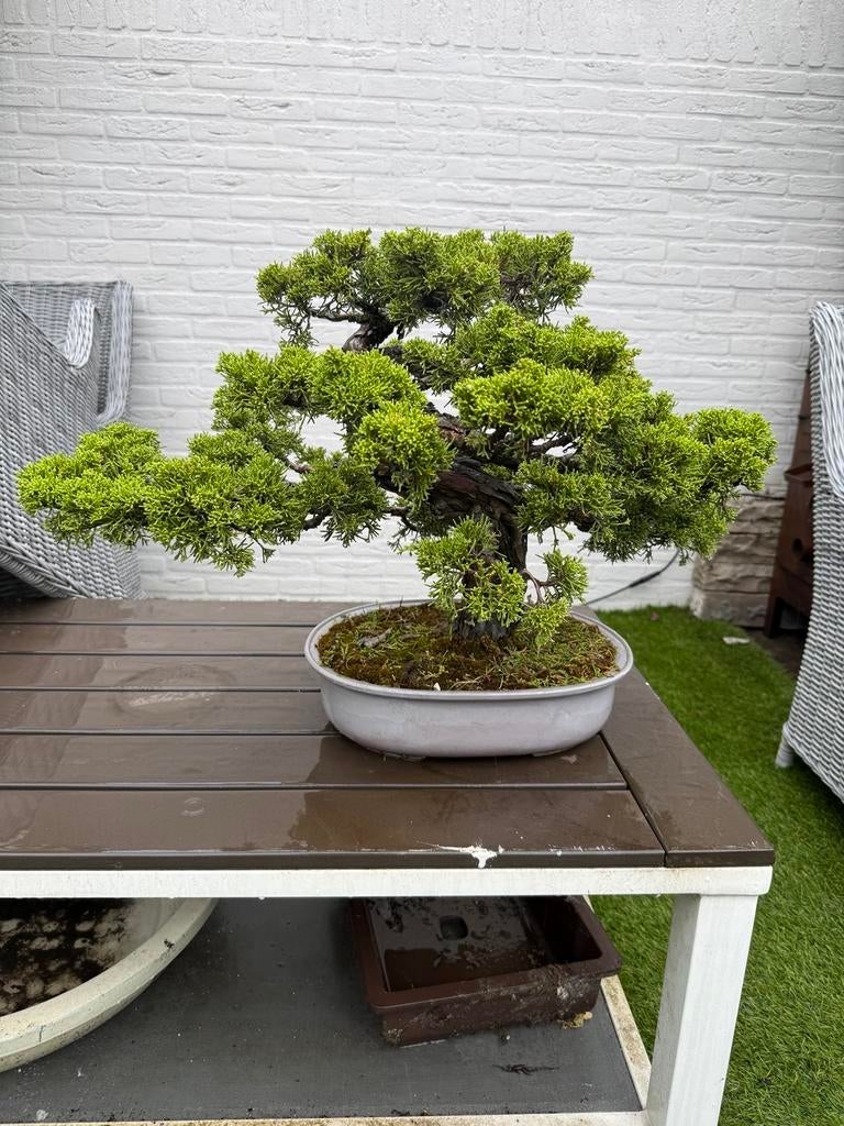 Juniperus Itoigawa Bonsai - Jeneverbes, Volle zon, Vaste plant, Bloeit niet, Ophalen