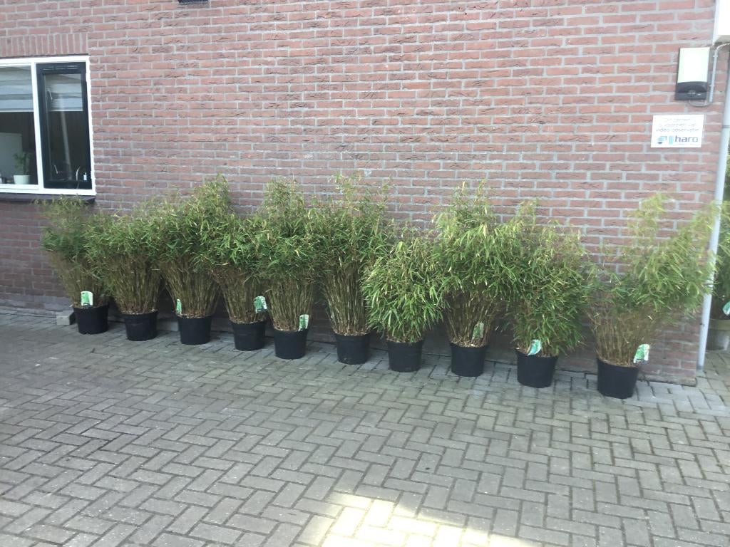 Fargesia Rufa, niet woekerende bamboe!!!, Ophalen, Bamboe, Haag, 100 tot 250 cm