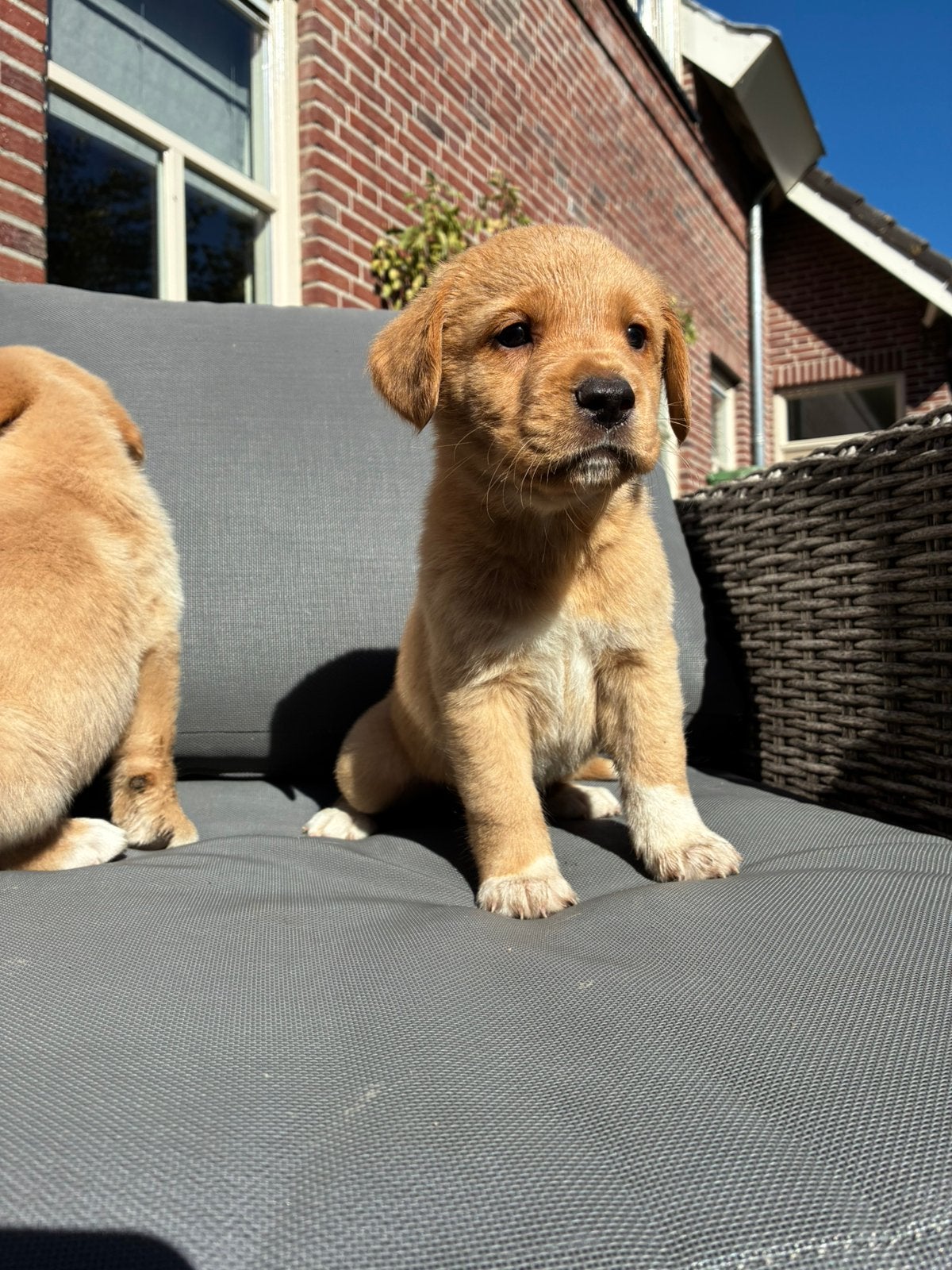 Prachtige Labrador x Nova Scotia duck tolling retriever, Overige rassen, 8 tot 15 weken, CDV (hondenziekte), Meerdere