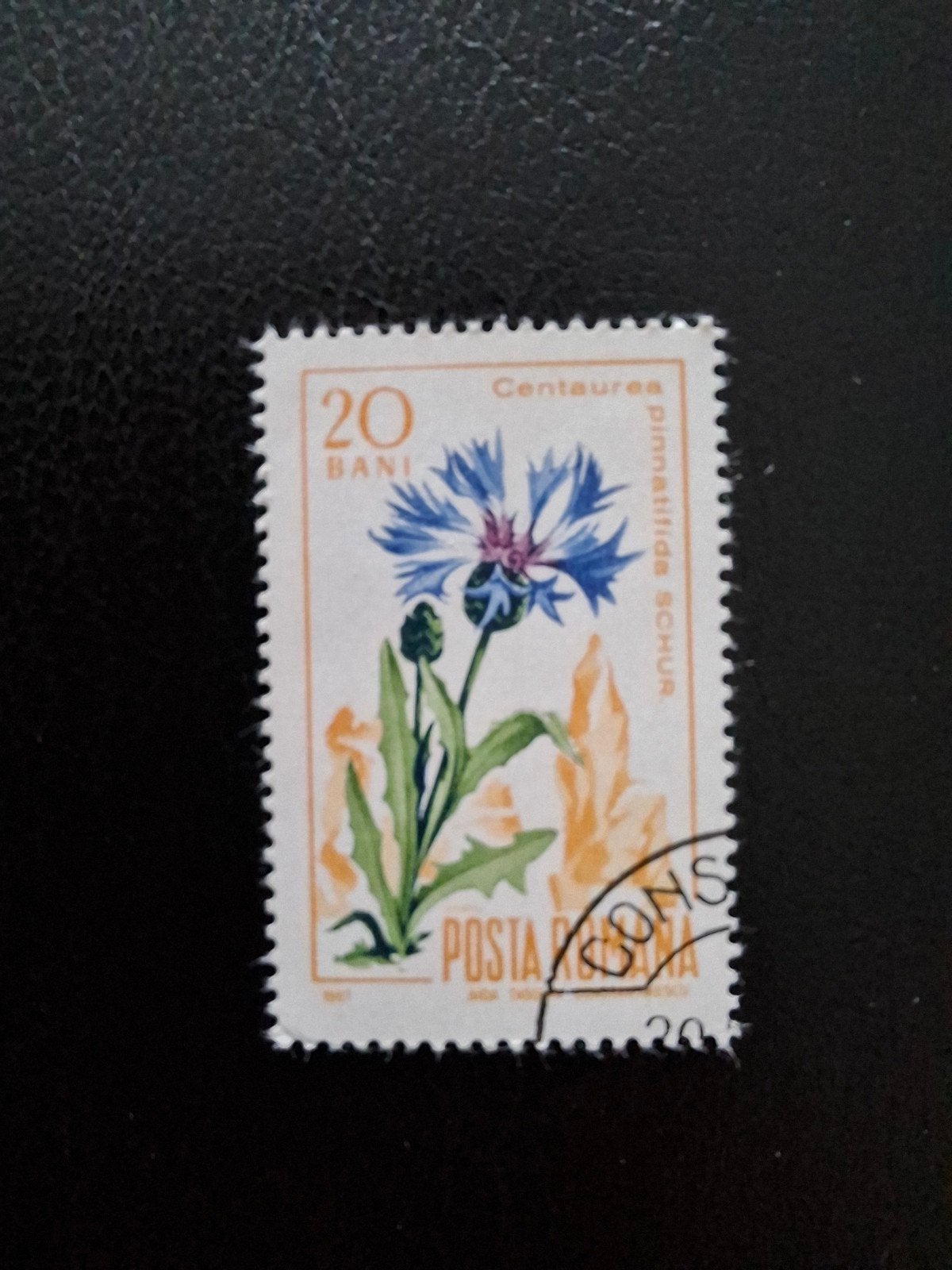 Bloemen.  Korenbloem. Roemenië, Ophalen of Verzenden, Dier of Natuur