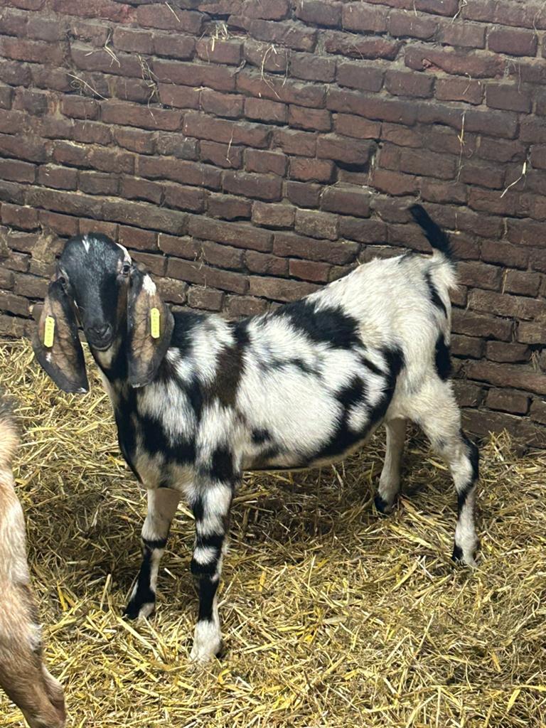 Mooi jonge Nubische fokbokken, Mannelijk, Geit, 0 tot 2 jaar