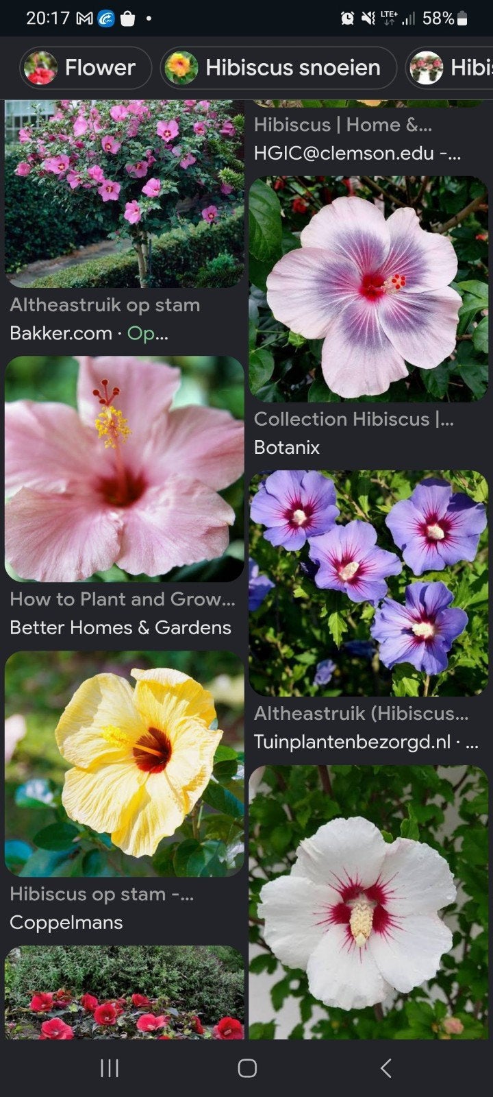 Gratis STEKJES  van de hibiscus ...., Ophalen, Volle zon