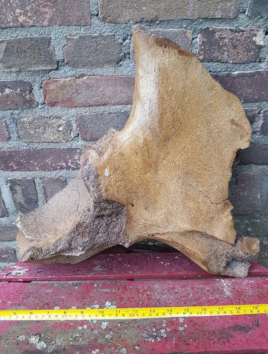 Mammoet bot / botten groot mammuthus pleistoceen wolharig

W, Verzamelen, Ophalen of Verzenden, Fossiel