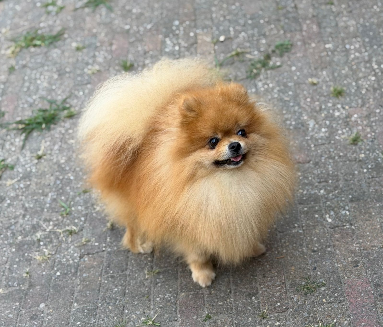 3 Prachige Unieke Mini pomeriaan/pomeranian Reutjes, Keeshond, Reu, 1 tot 2 jaar, Parvo