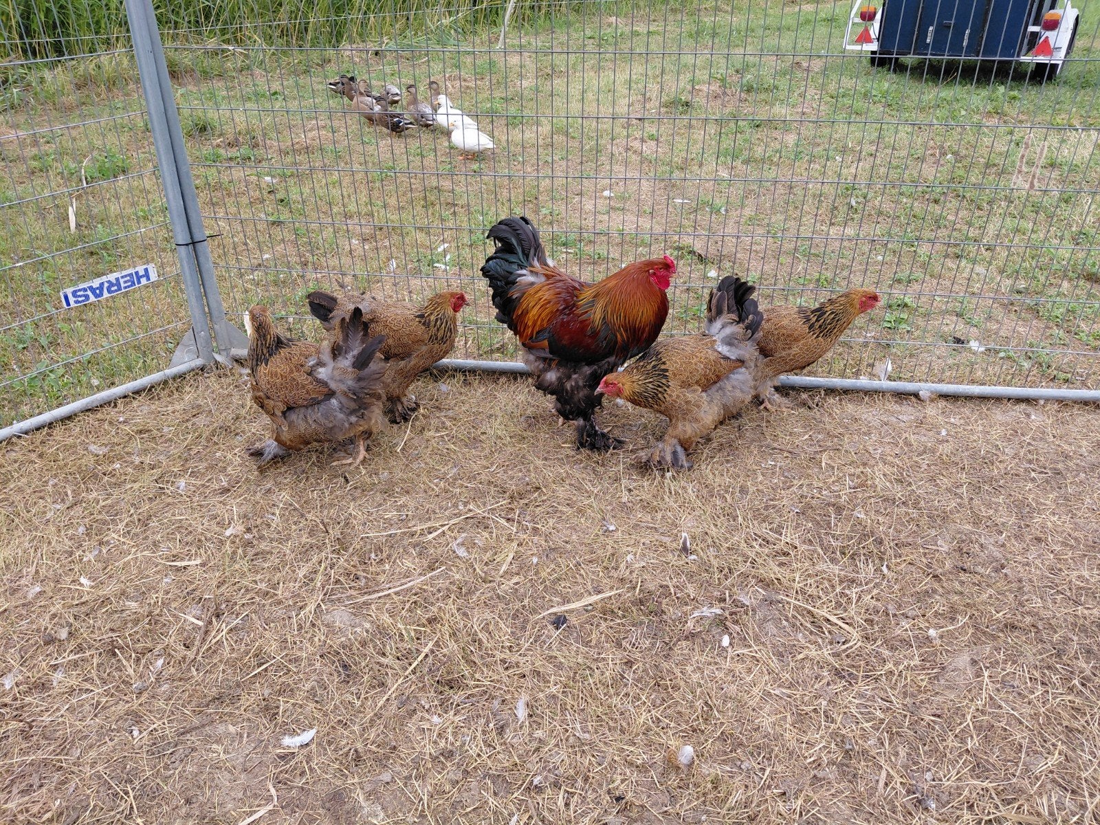 brahma 4 hennen met haan, Meerdere dieren, Kip