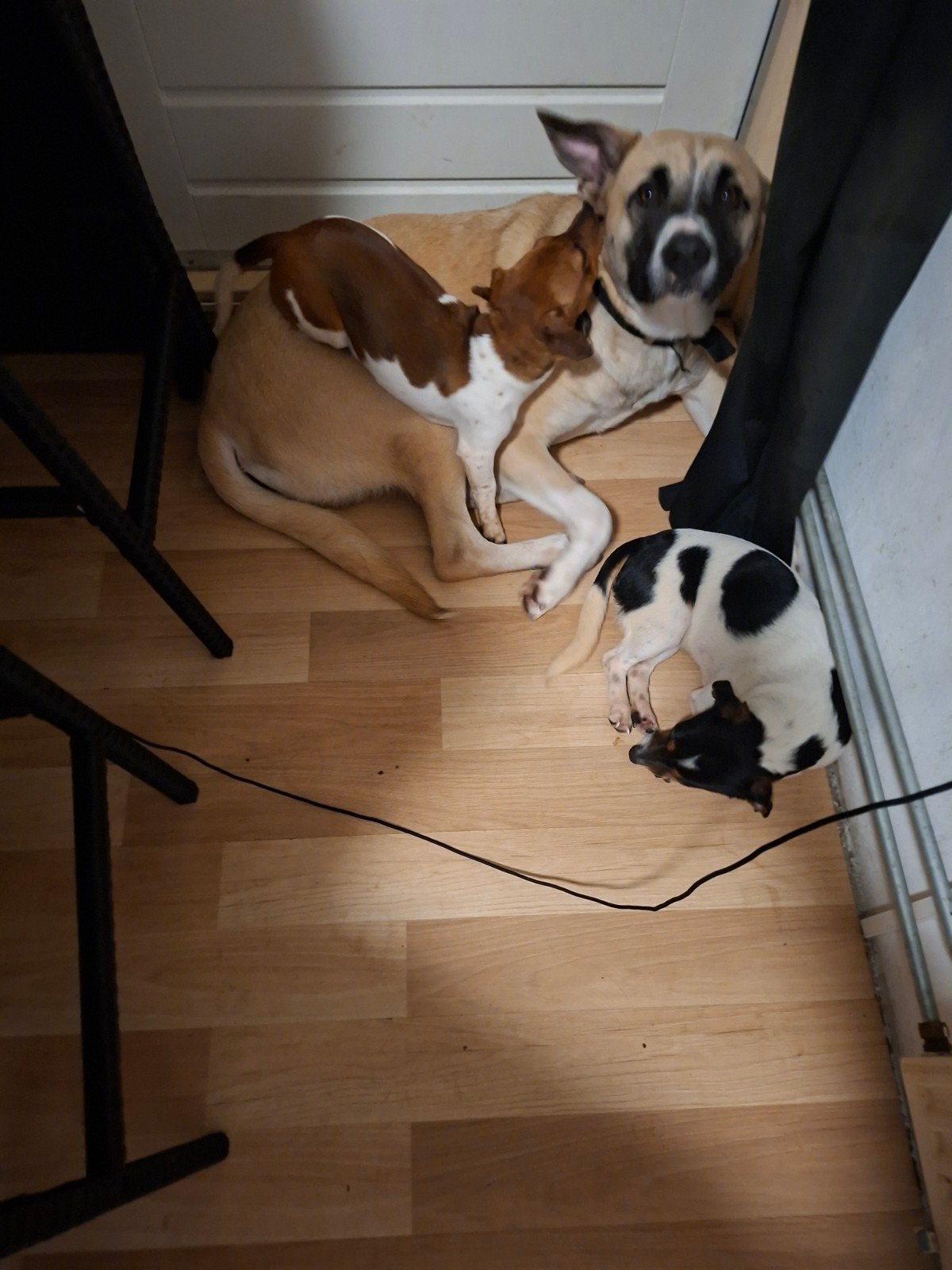 twee mooie jack russels te koop, 1 tot 2 jaar, Teef, Meerdere, CDV (hondenziekte)
