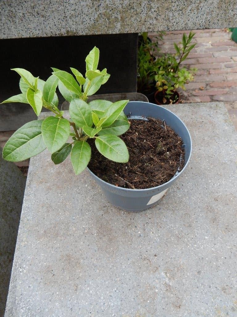 1 MOOIE VIBURNUM TINUS, Vaste plant, Halfschaduw, Winter, Ophalen