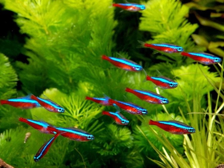 20 Kardinaal Tetra’s, Vis, Zoetwatervis, Schoolvis