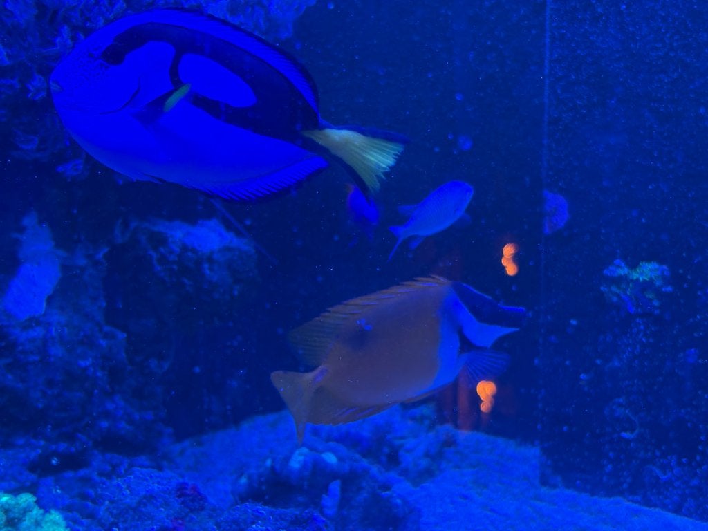 Dori, Ophalen