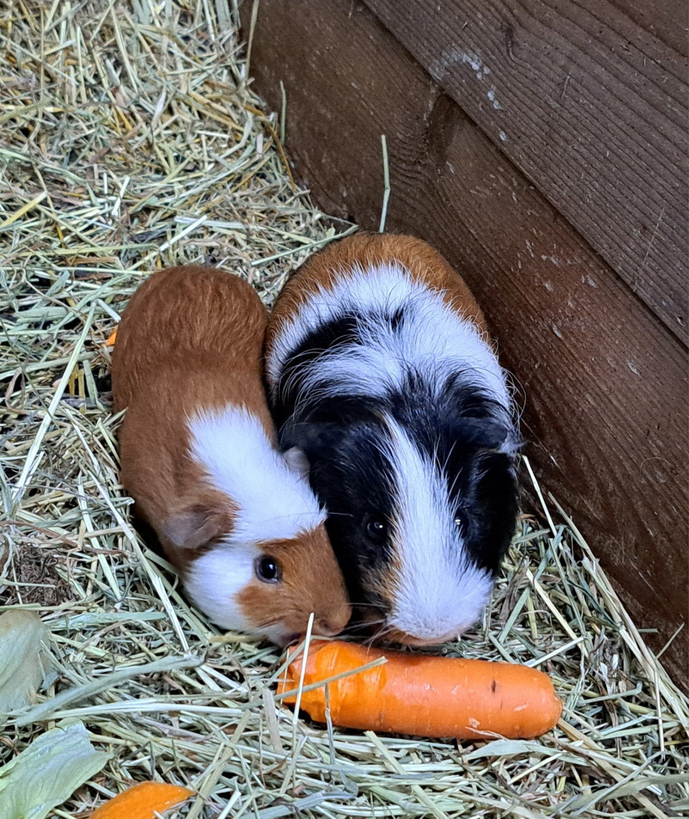 Twee cavia beertjes te koop, Dieren en Toebehoren, Juli, Mannelijk, Cavia