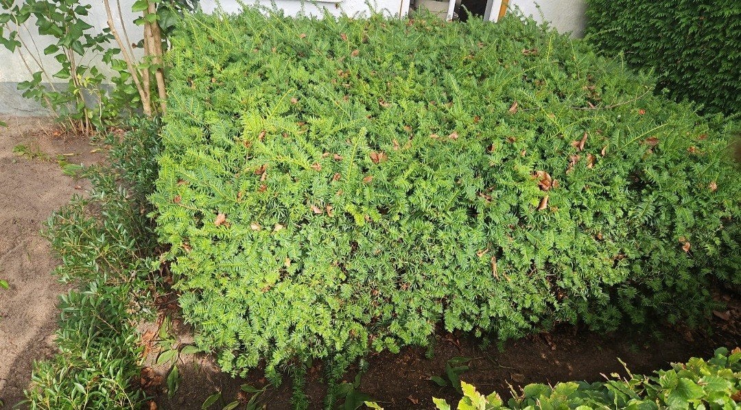 Gratis ophalen Buxus  haag, Tuin en Terras, Ophalen