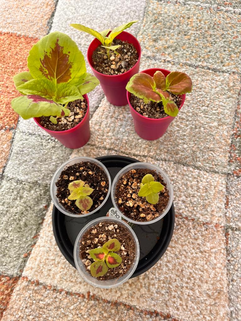 Coleus vanaf 1 euro, Huis en Inrichting, Kamerplanten, Minder dan 100 cm, Halfschaduw, Ophalen