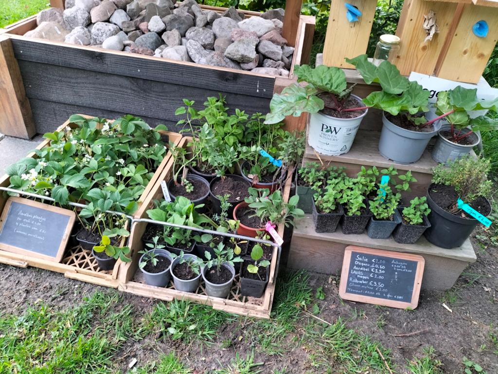Diverse kruiden en moestuin planten te koop, Tuin en Terras, Planten | Tuinplanten, Ophalen, Eenjarig, Groenteplanten, Volle zon