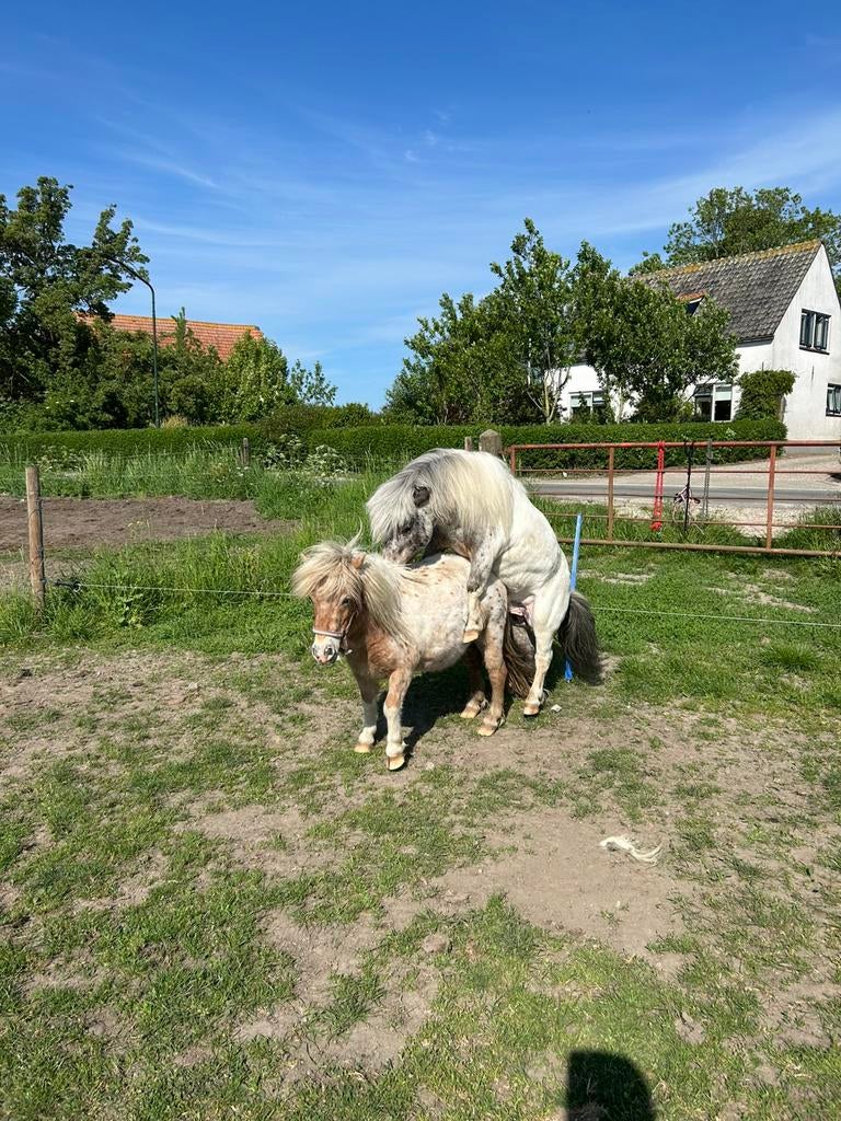Ter dekking pintaloosa hengst 78 cm nakomelinge laatste foto, Hengst