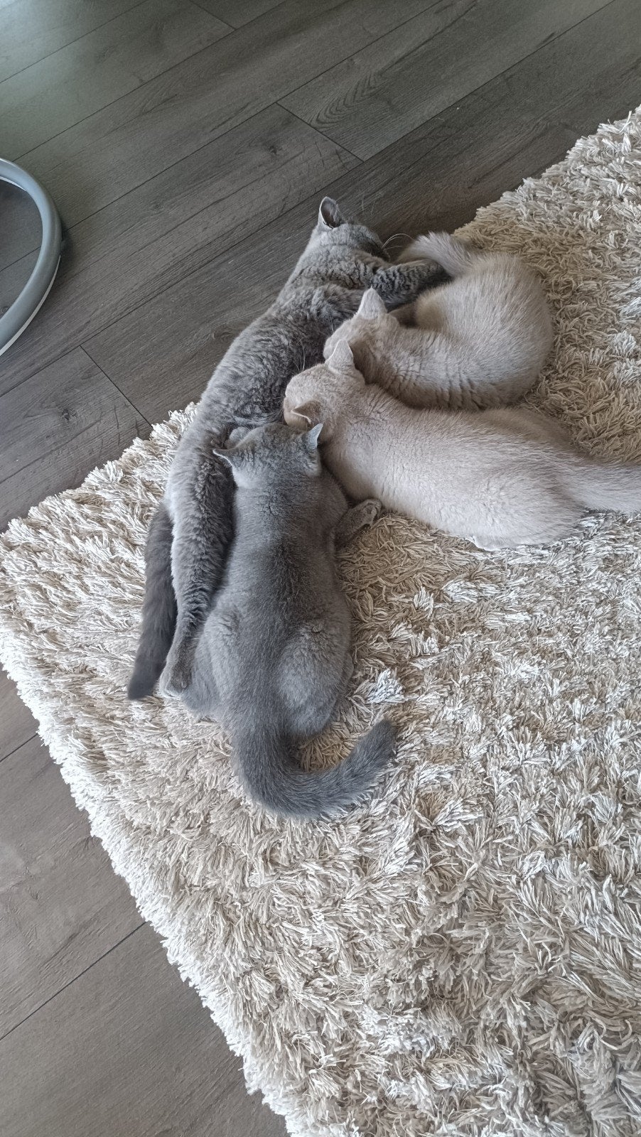 Britse korthaar kittens met stamboom en alle testen., Kater, Met stamboom