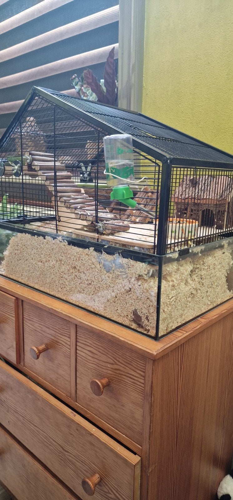Hamster plus kooi en accessoires, Dieren en Toebehoren, Knaagdieren, Maart, Vrouwelijk, Hamster
